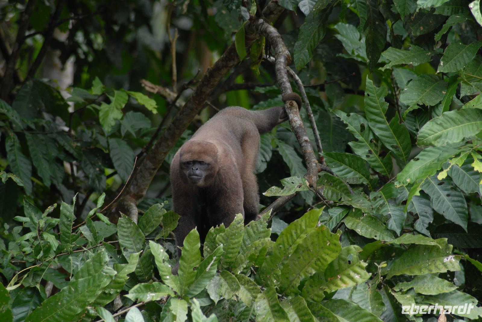 Wollaffe am Rio Napo