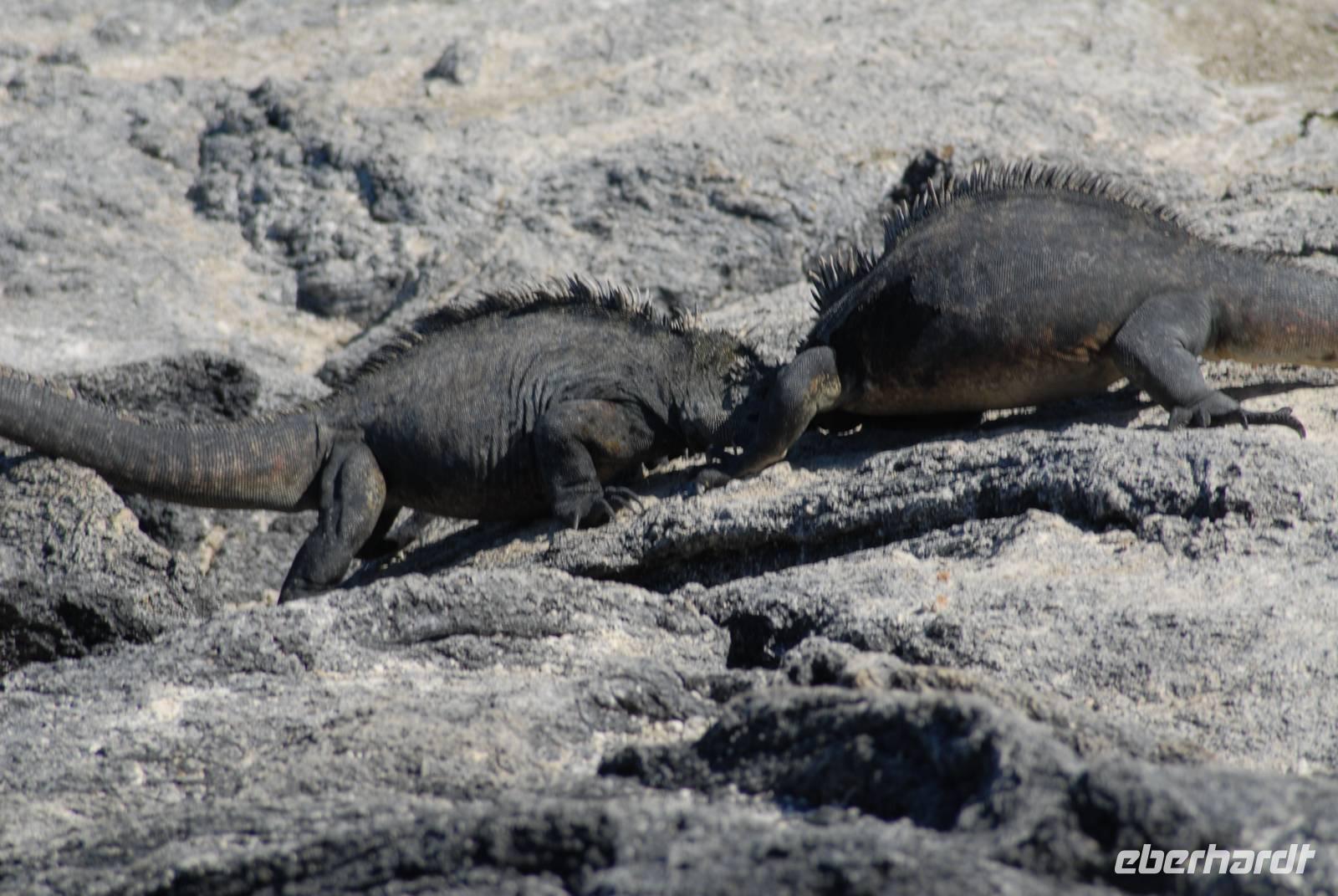 Kämpfende Meeresechsen Männer auf Fernandina