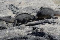 Kämpfende Meeresechsen Männer auf Fernandina