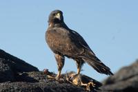 Galapagos Bussard mit geschlagenem Lavareiher