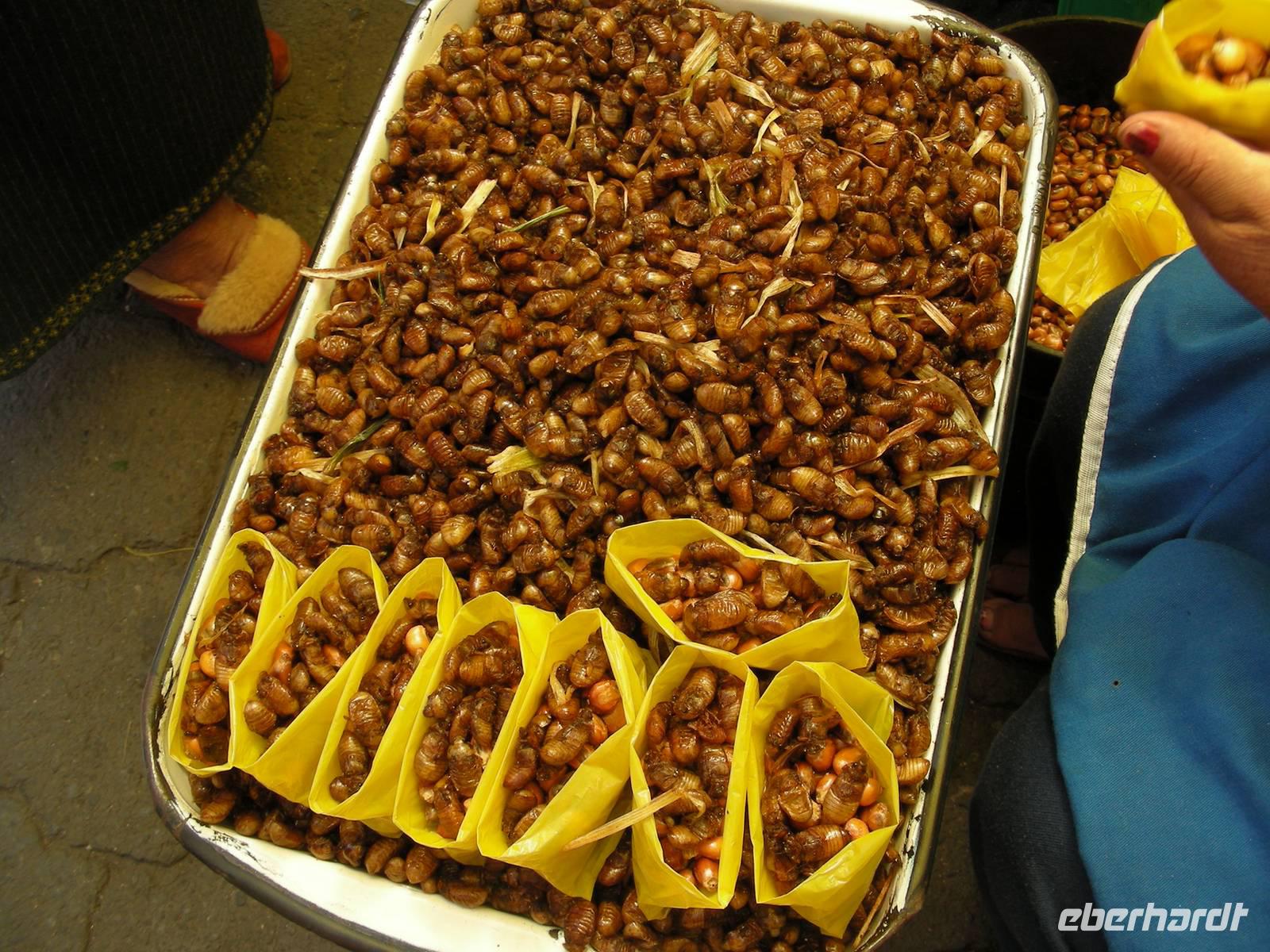 Maikäfer, geröstet, mit Mais - Lecker!