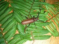 Ein riesiger Bockkäfer in Hakuina Matata