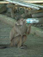 Kapuziner sind schnell - und stehlen wie die Raben!