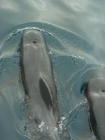 Pilotwale diorekt an der Yacht!