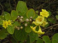 Cordea lutia, die Nahrung der Landleguane