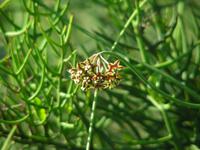 Blüte von Sarcostemma