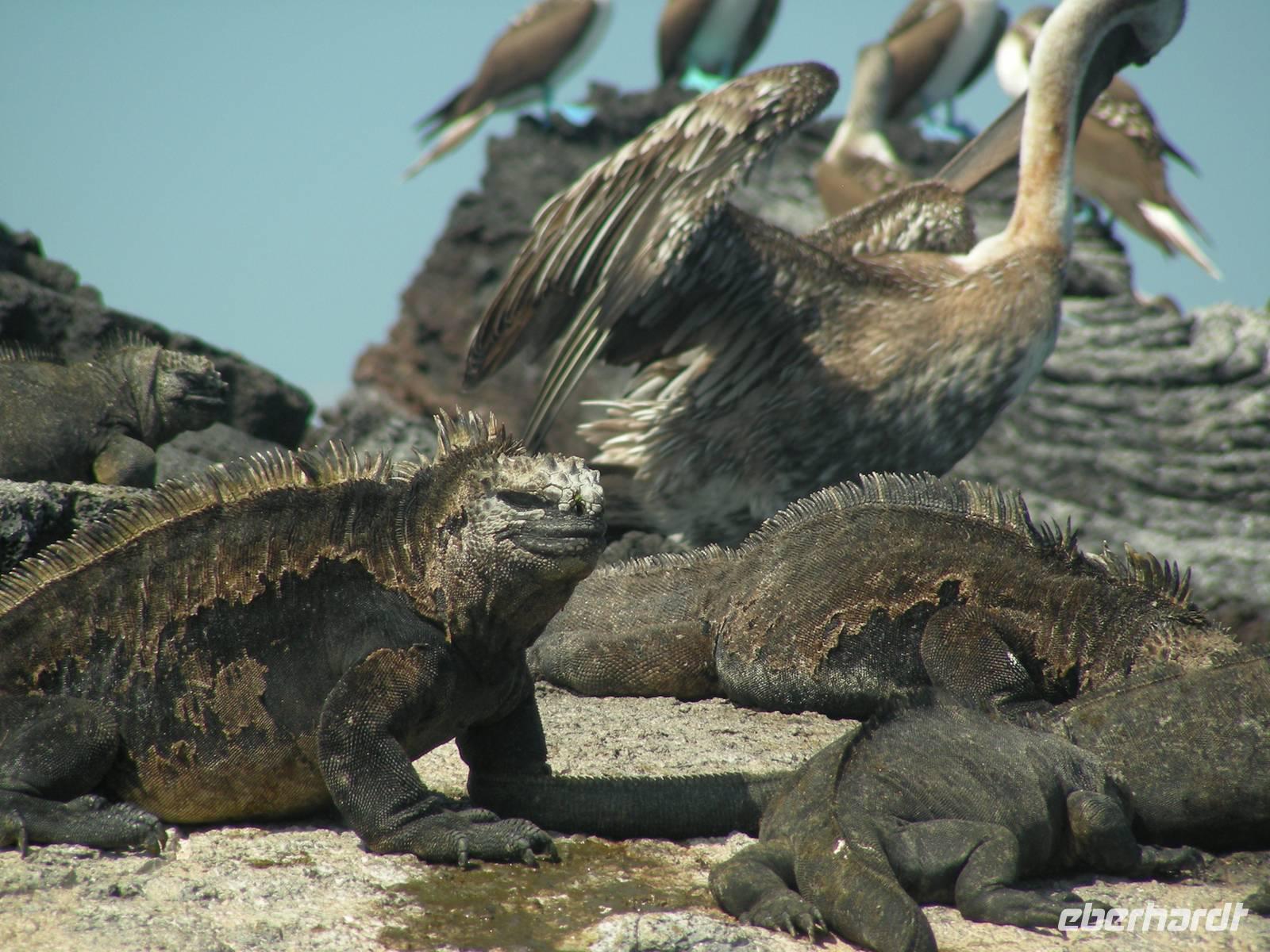 Die Riesenmeeresechsen von Punta Moreno