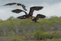 Fregattvögel plündern Schildkrötennest