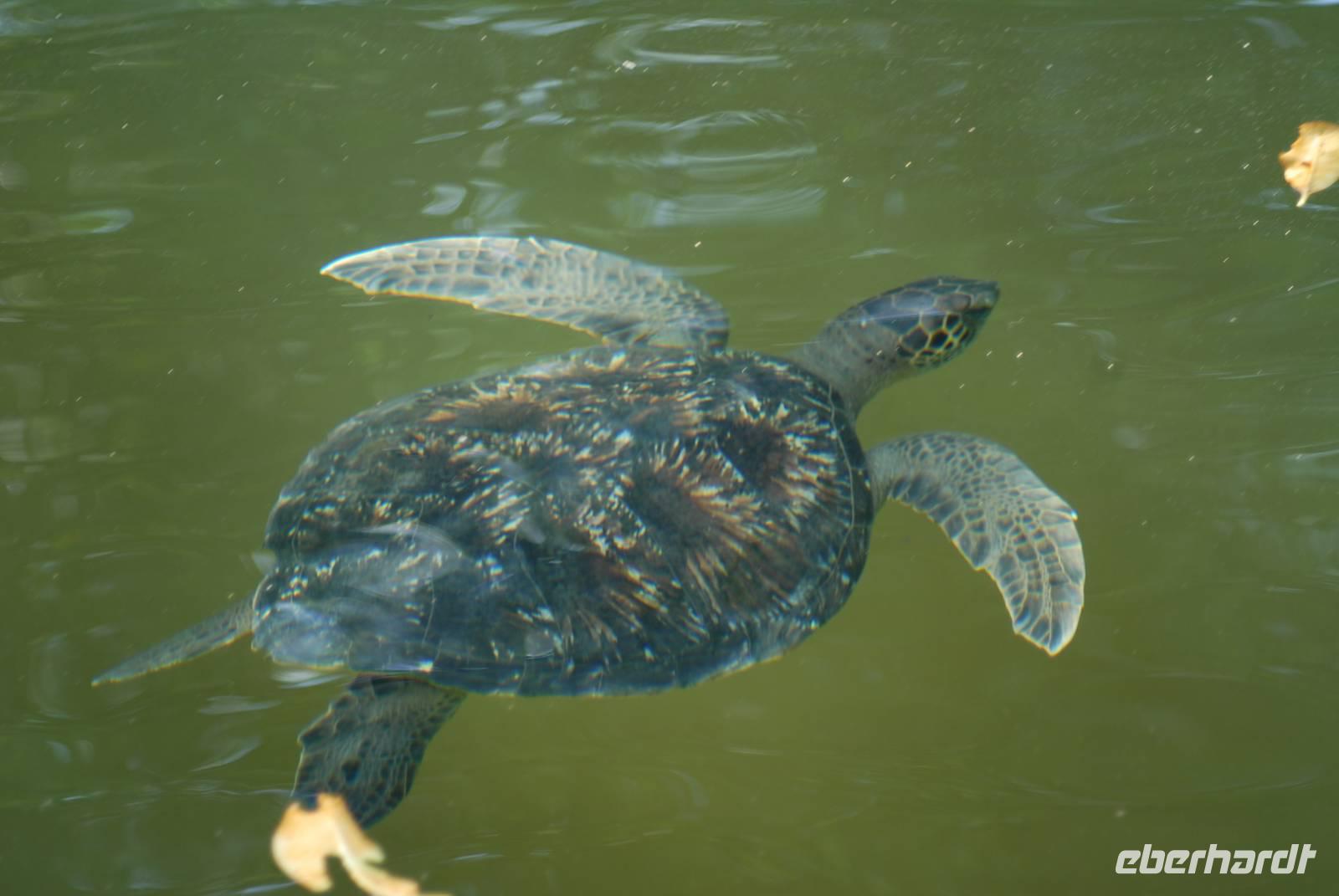 Grüne Meeresschildkröte in Bahia Elisabeth