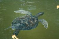 Grüne Meeresschildkröte in Bahia Elisabeth