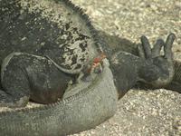 Meeresechse mit Lavaechse