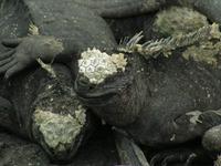 Meerresechsen in Fernandina