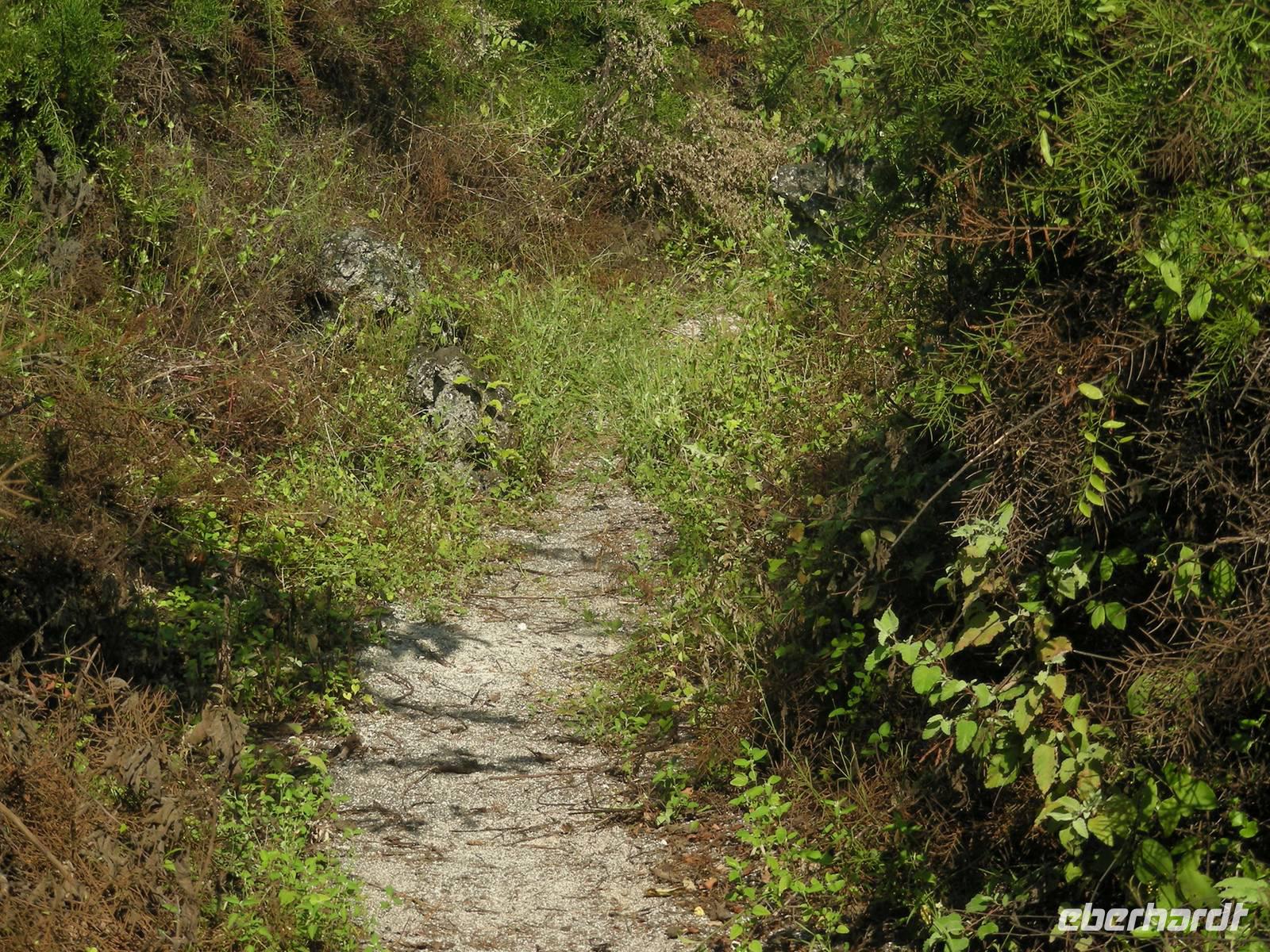 Regenzeit und alles ist überwachsen