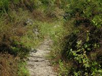 Regenzeit und alles ist überwachsen