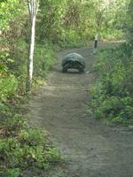 Riesenschildkröte in Urbina Bay