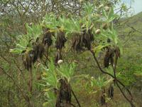 Scalesia villosa von Floreana