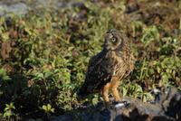 Sumpfohreule auf Genovesa