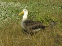 Wellenalbatross