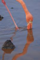 flamingo in Cerro Dragon