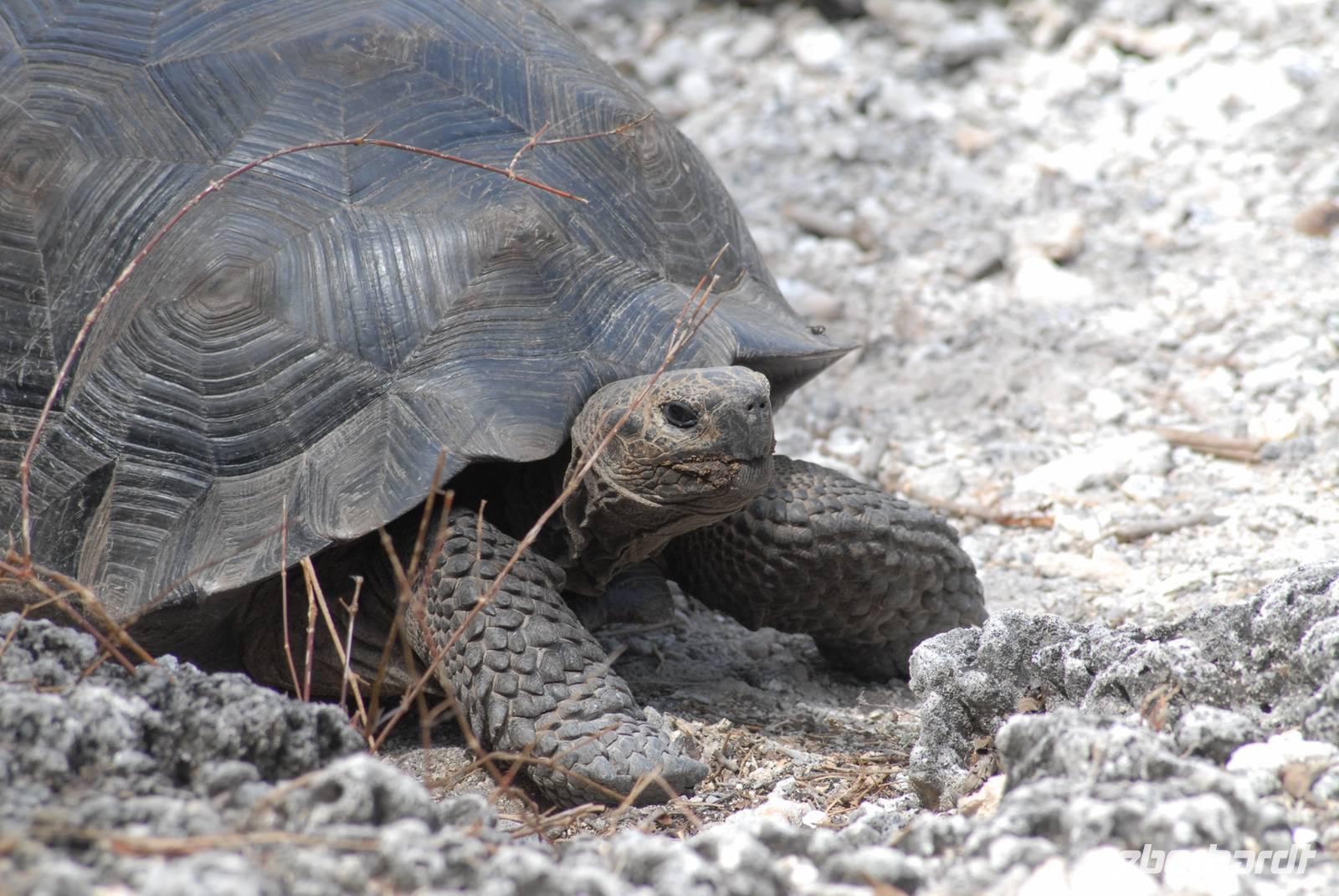 Alcedo Riesenschildkröte