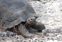 Alcedo Riesenschildkröte