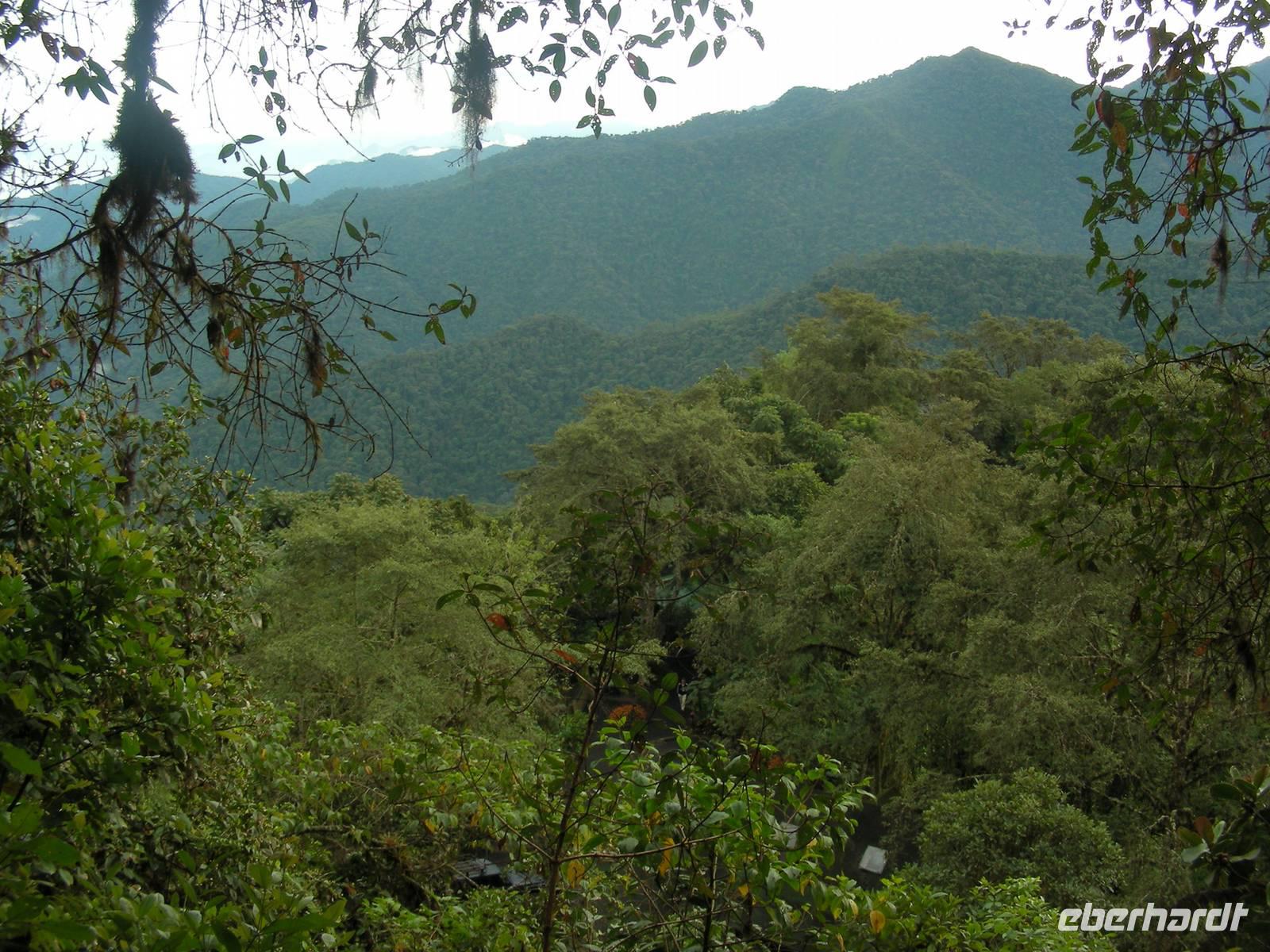 Bergnebelwald in Bellavista