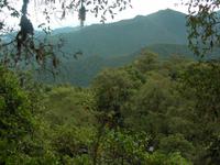 Bergnebelwald in Bellavista