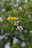 Cordea lutea blüte und Frucht