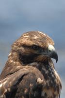 Galapagos Bussard