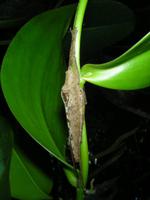 Große Catytide im Regenwald