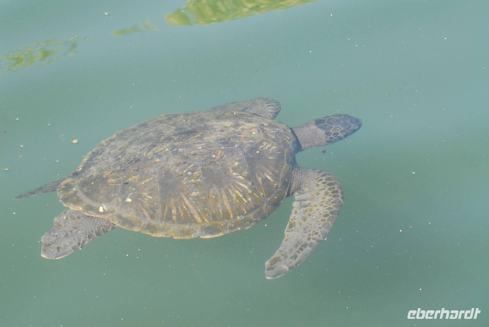 Grüne Meeresschildkröte