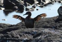 Kormoran Fernandina