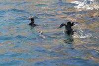 Kormoran und Pinguin Tagusbucht