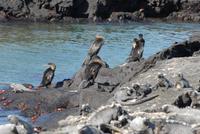 Kormorane Fernandina