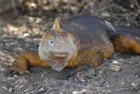 Landleguan Cerro Dragon