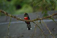 Maskentrogon Bellavista