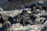 Meerersechse Fernandina