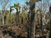 Opuntien am Cerro Dragon