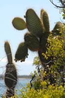 Opuntien von Seymour