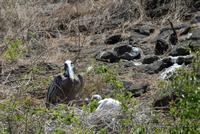 Pelikannest Tagusbucht