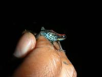 Pfeilgiftfröschchen