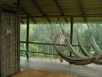 Regenwald macht seinem Namen Ehre