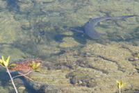 Riffhai in Punta Moreno