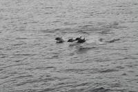 Spinner Delphine vor Fernandina