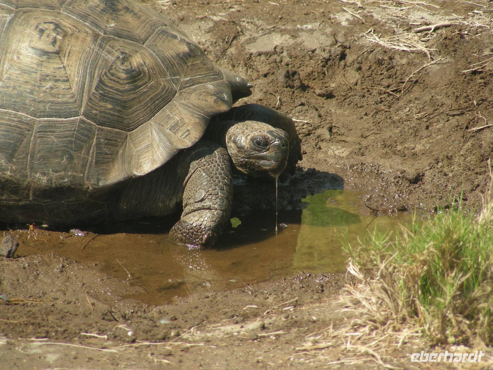 Alcedo Riesenschildkröte