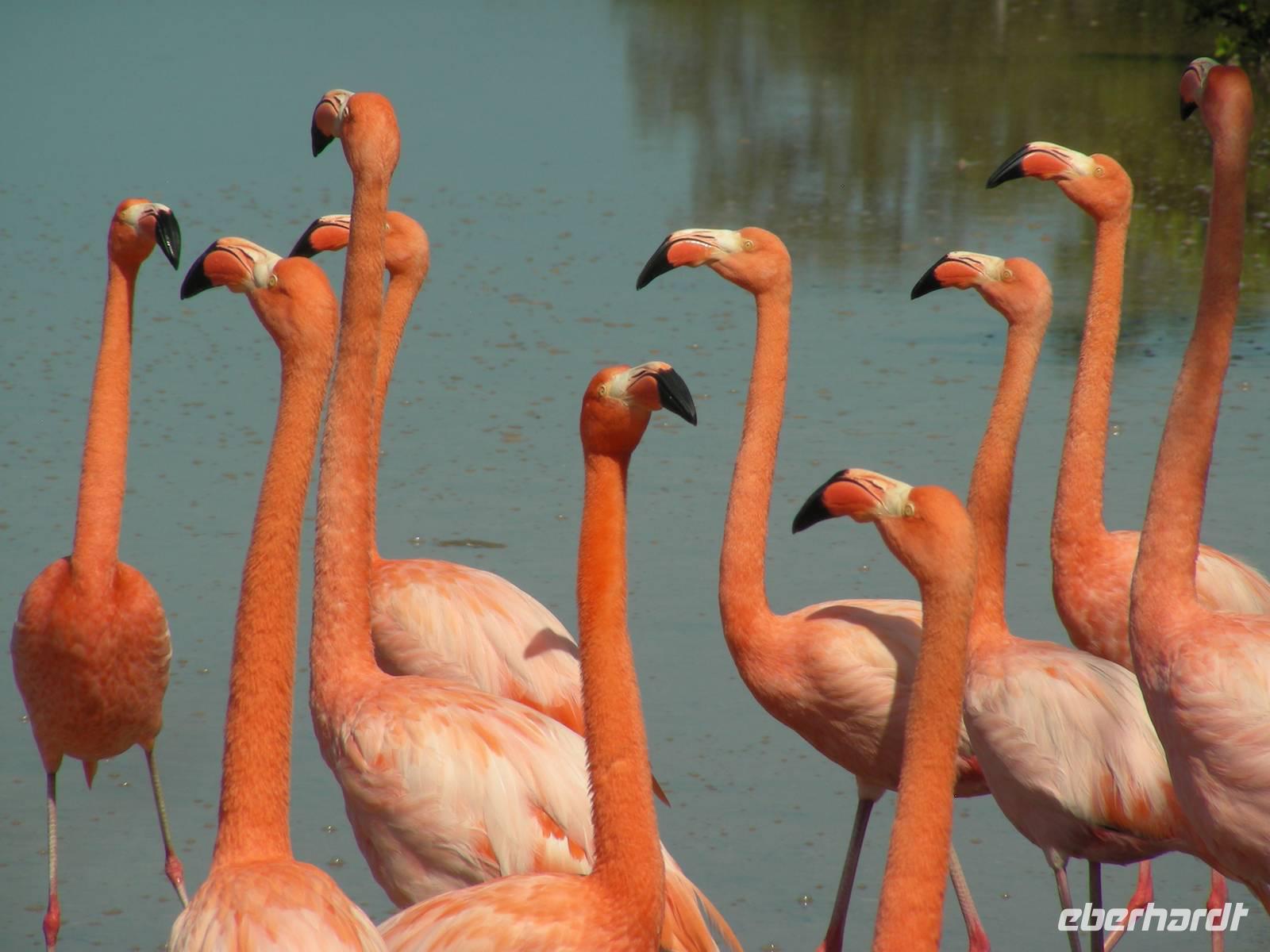Balz der Flamingos in Floreana