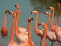 Balz der Flamingos in Floreana