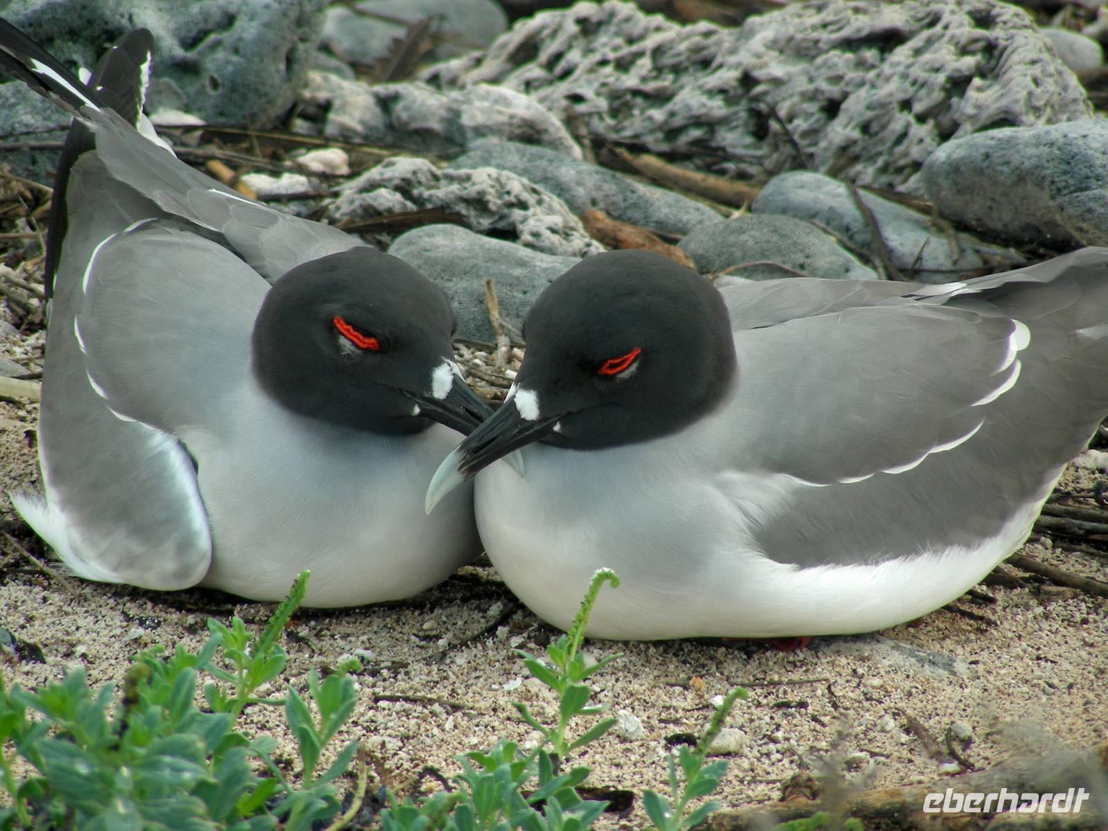 Ein Paar Gabelschwanzmöven
