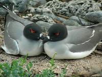 Ein Paar Gabelschwanzmöven