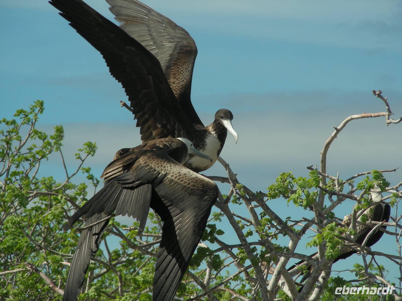 Fregattvogel mit Jungtier auf Seymour